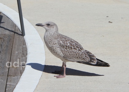 Herring Gull juvenile (Larus argentatus argenteus) Isle of Man, Alan Prowse